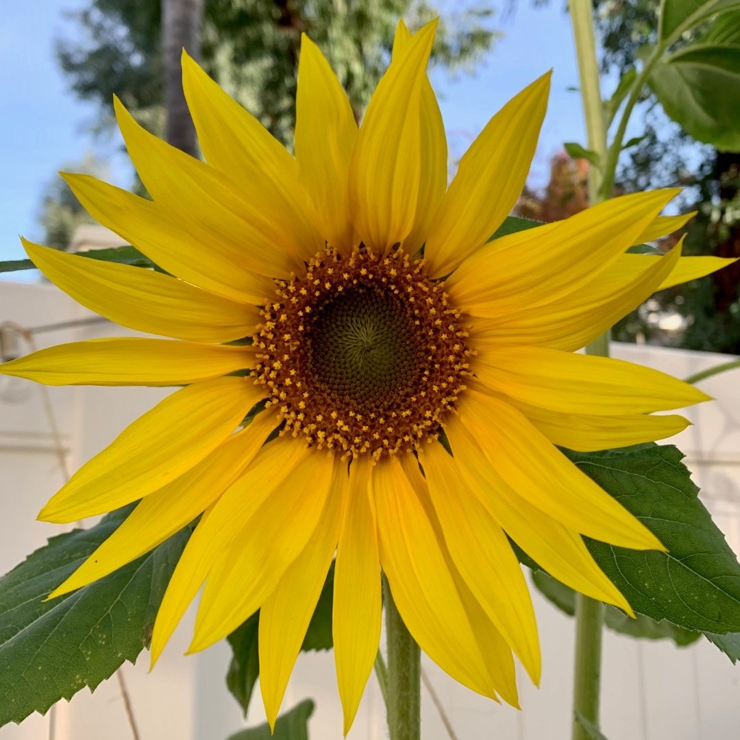 sunflower