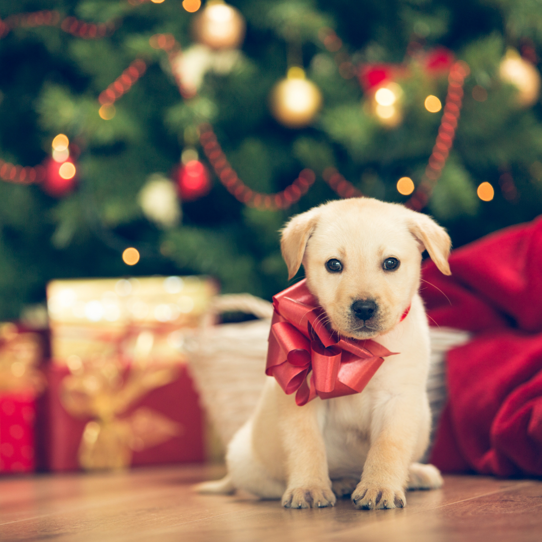 yellow lab puppy under Christmas tree