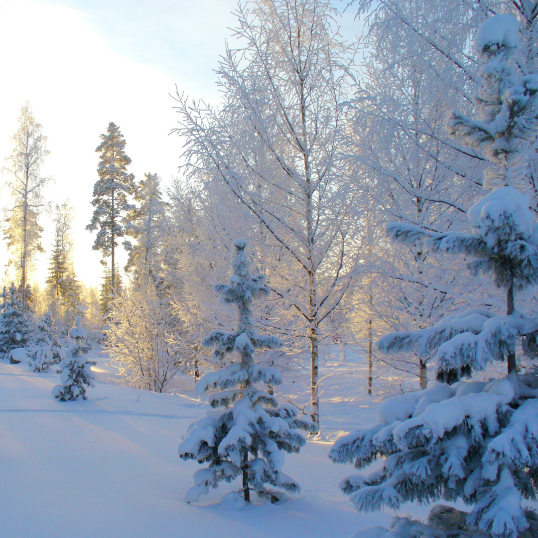 evergreen trees covered in snow
