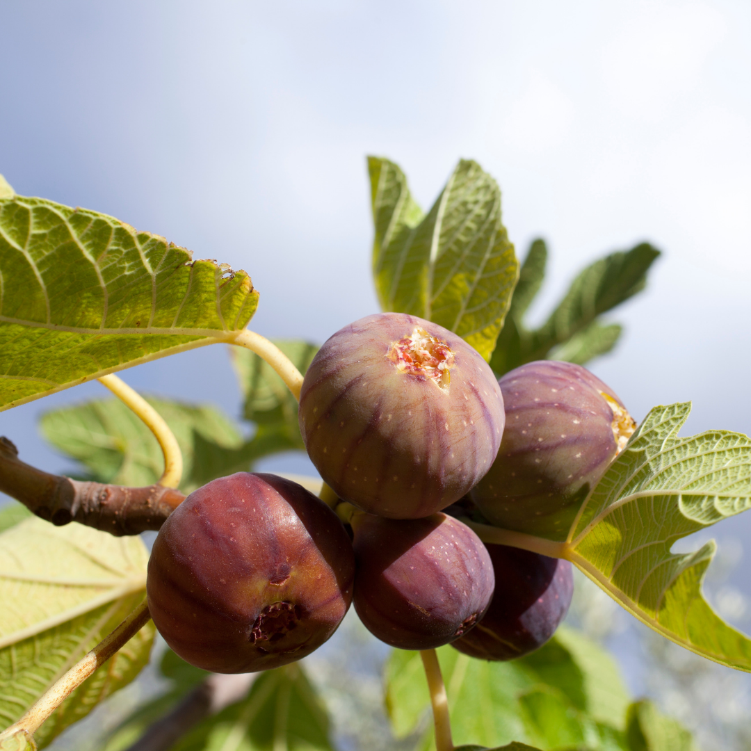 branch of a fig tree loaded with ripe figs