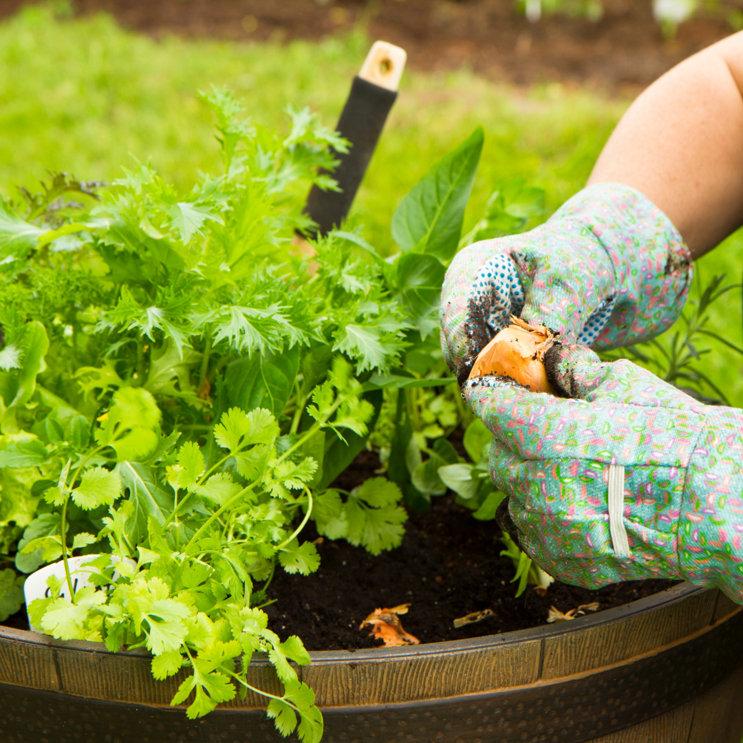 container garden