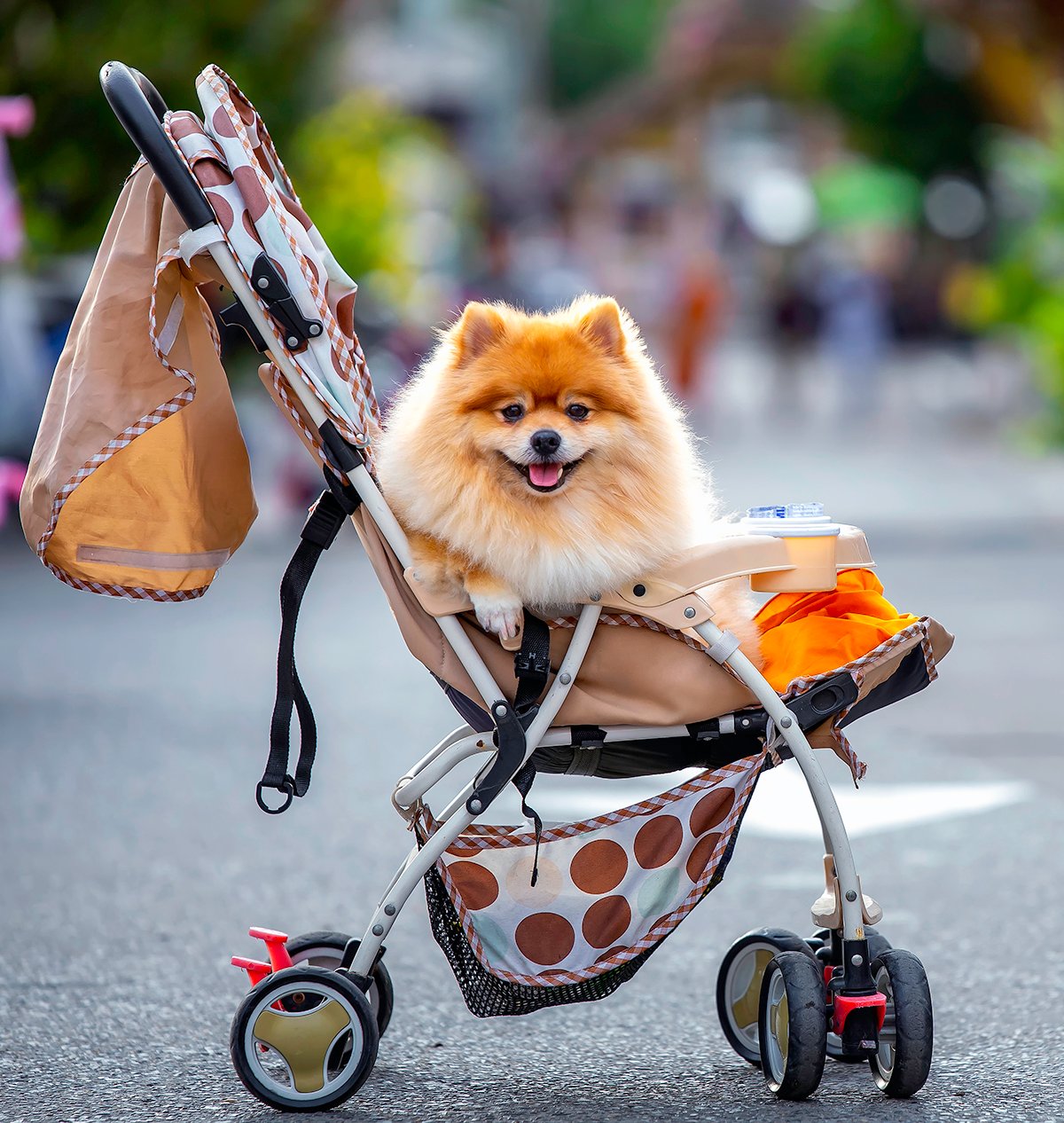 dog in stroller