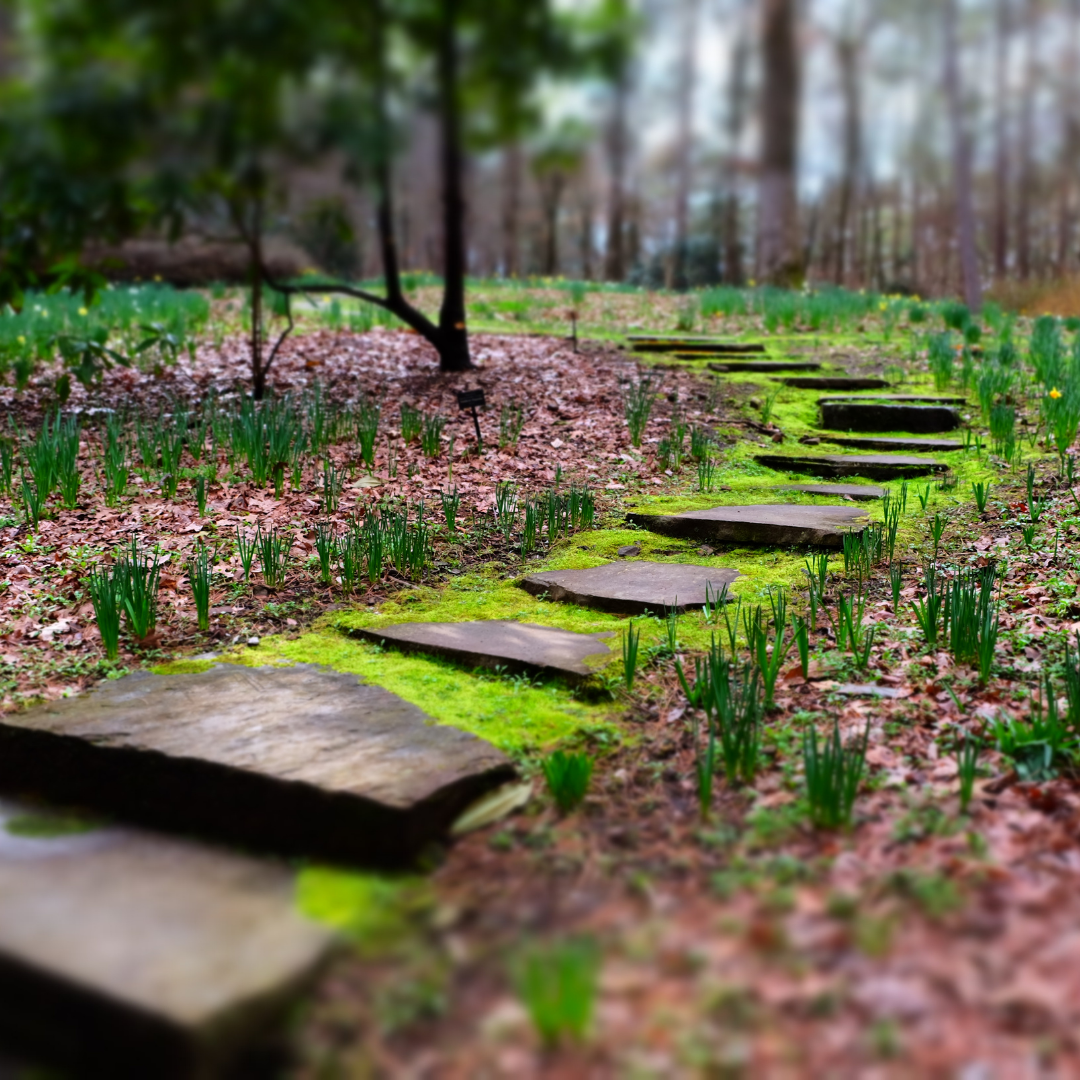 stepping stones in a garden