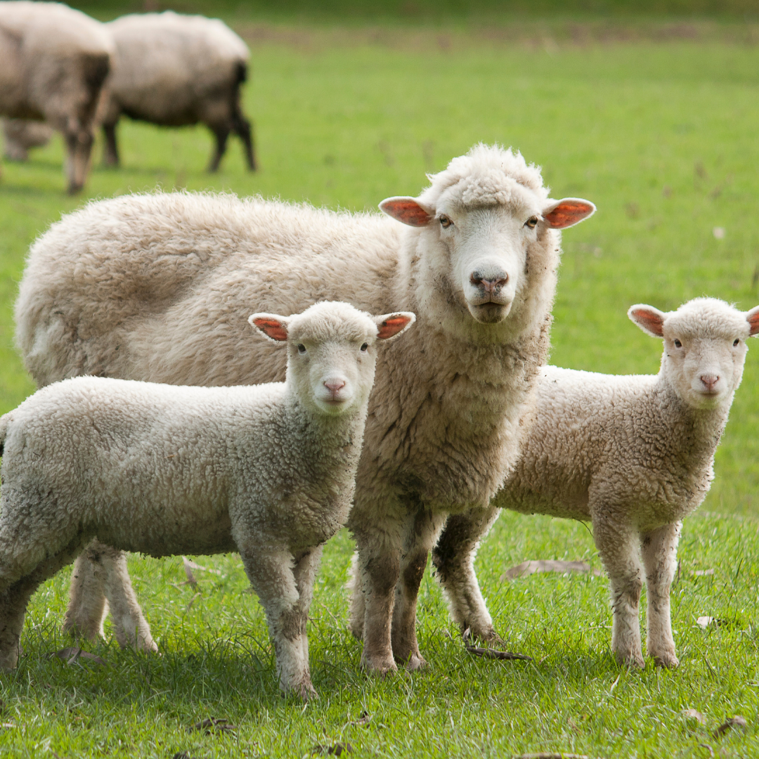 sheep