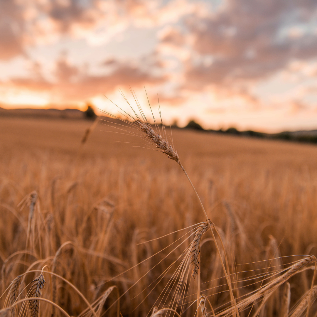 wheat in a field