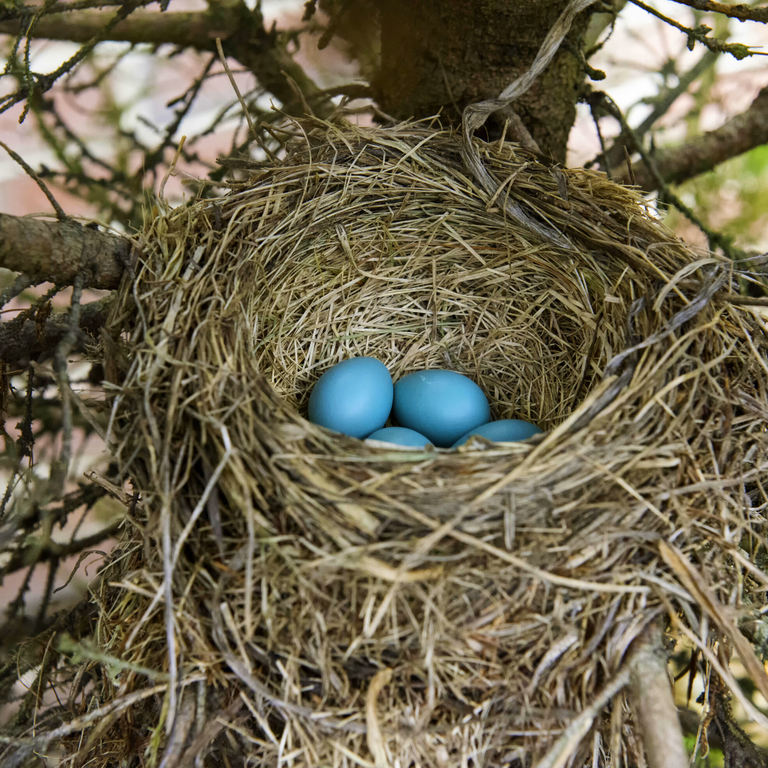 4 robin eggs in a nest