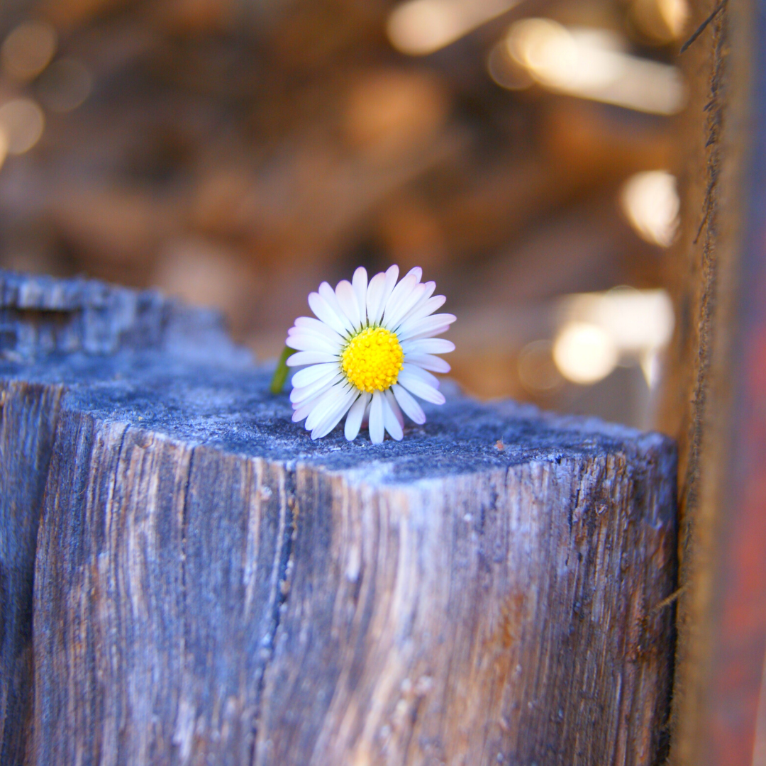 daisy on block of wood