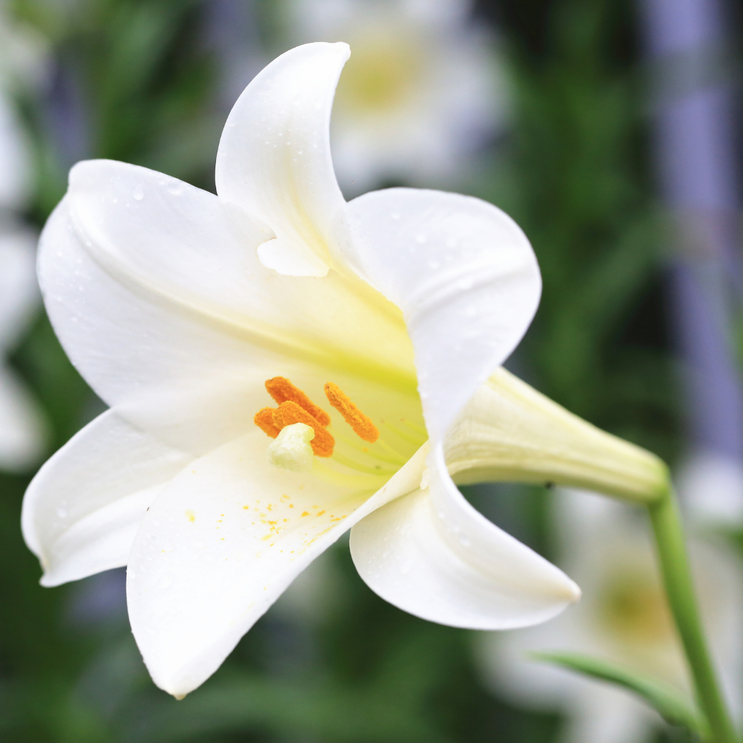 Easter lily