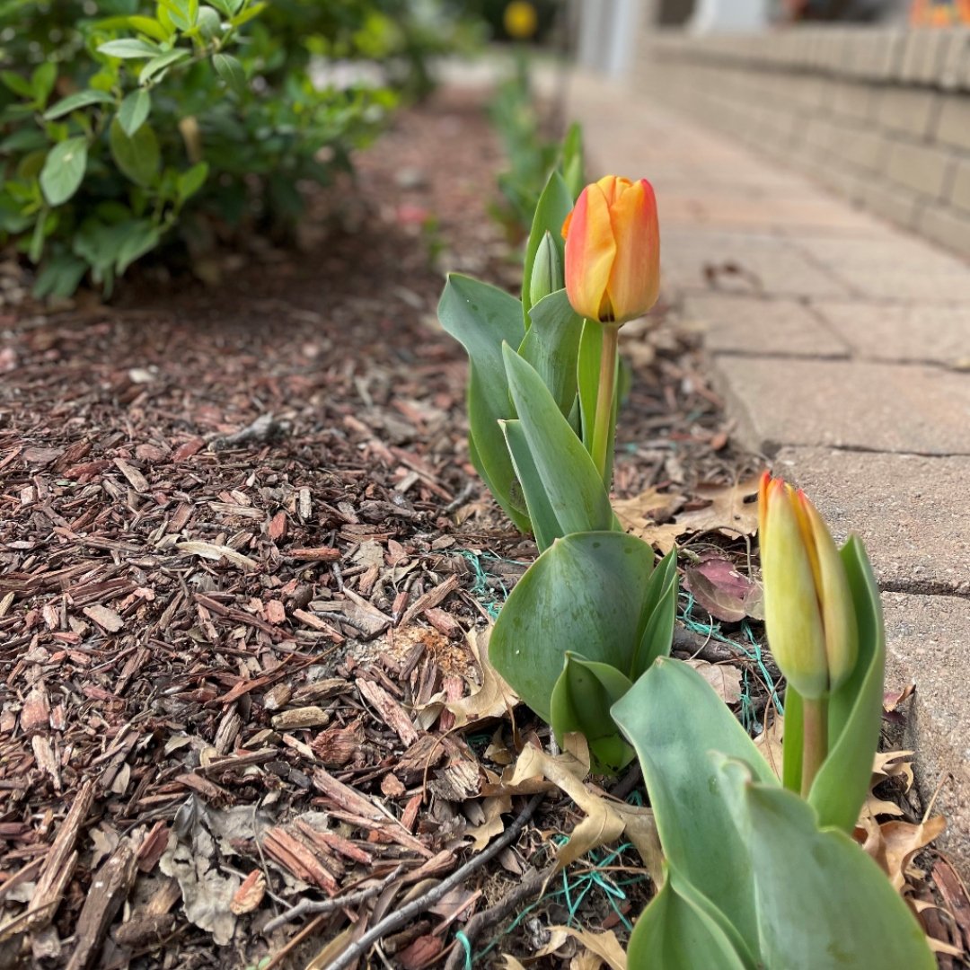 orange tulips in front of a home