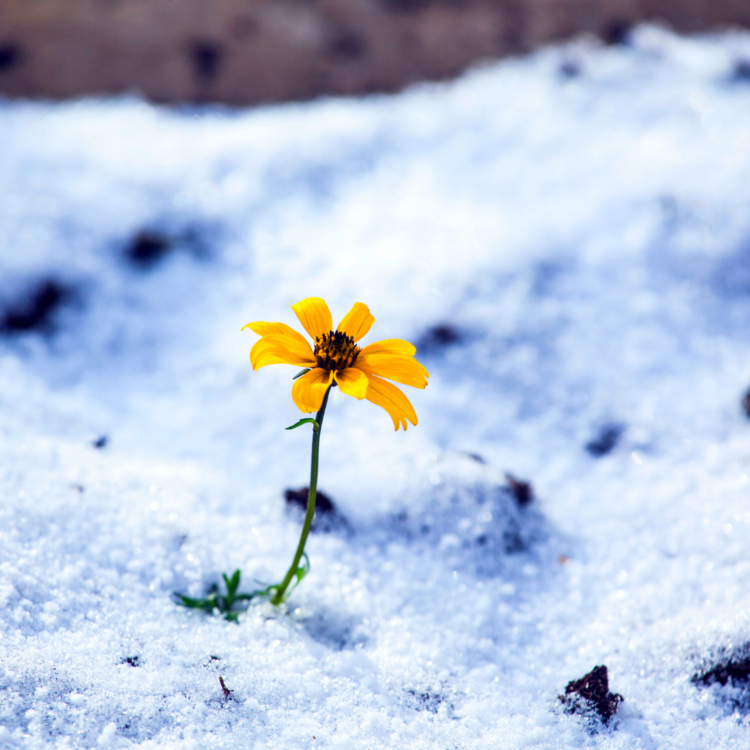 single yellow flower in the snow