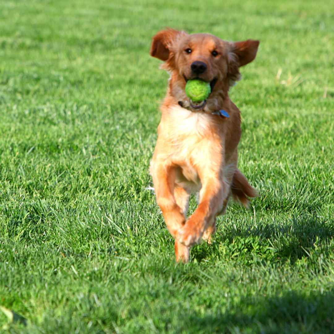 dog running with a tennis ball