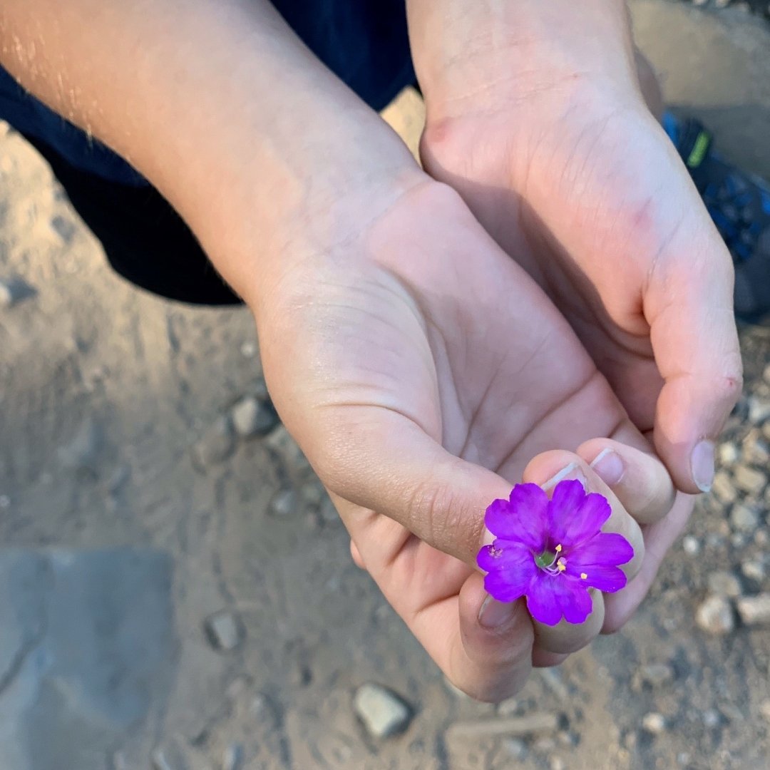 holding a purple flower on a trail