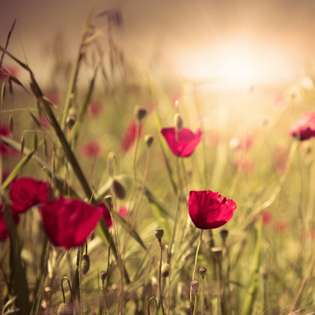 roses in a field