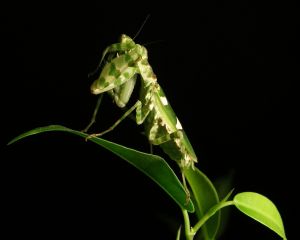 The Praying Mantis