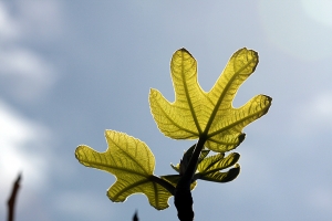 1397810_fig_tree_leaves