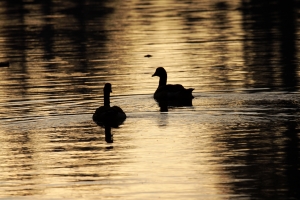 On Green Jelly Beans, Ducks and Community