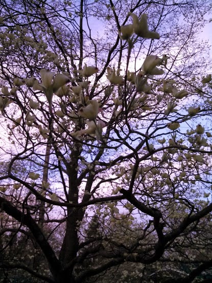 My dogwood tree blossoming