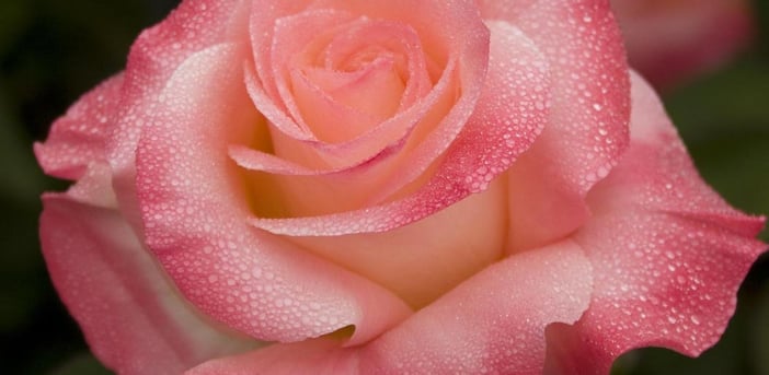 Dew on Rose by Bob Colvin (2009) via Flickr