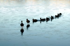 Forming Leaders