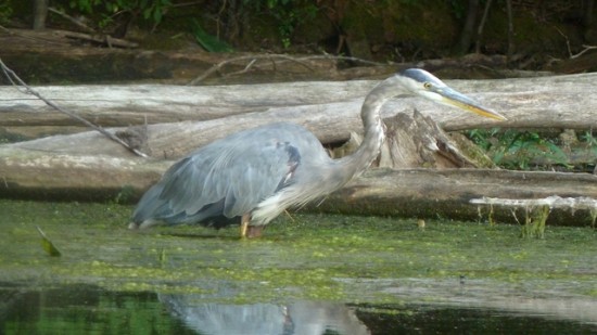 640 blue heron