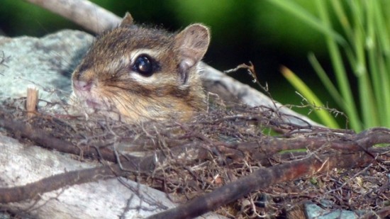 640 chipmunkH