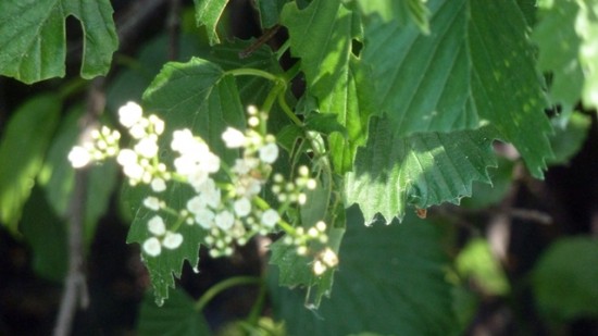 640 white flowers1