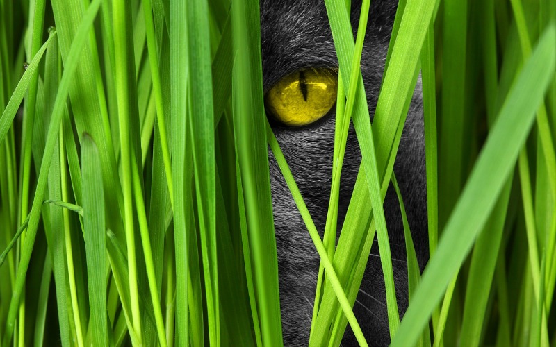 "Catholic Life Hacks; 7 ways to calm the jealousy monster" by Christina Nagy (CatholicMom.com)