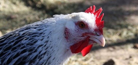 "Chicken", Eva Rinaldi, July 9, 2011, Wikimedia Commons