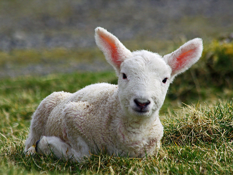 799px-Cheviot_lamb_on_the_Isle_of_Lewis