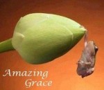 AmazingGrace220