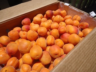 Apricot Preserves