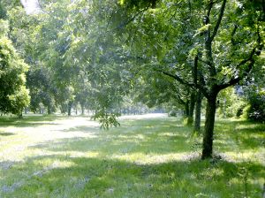 At the Base of the Tree