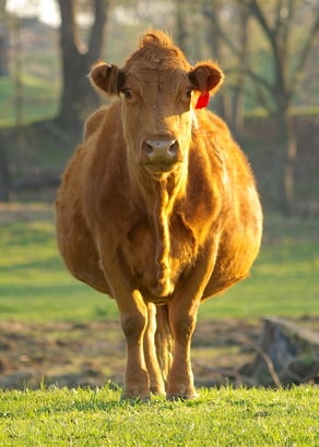 fatted calf