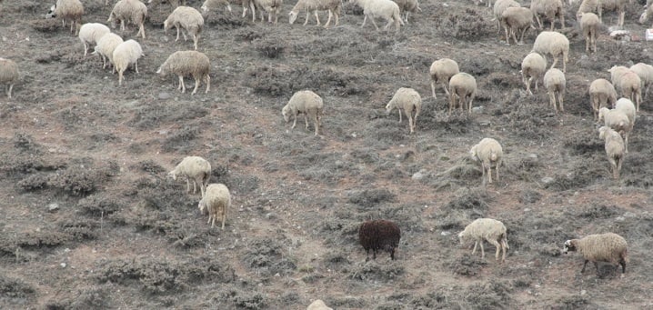 The Black Sheep by mwingine (2012) via freeimages.com