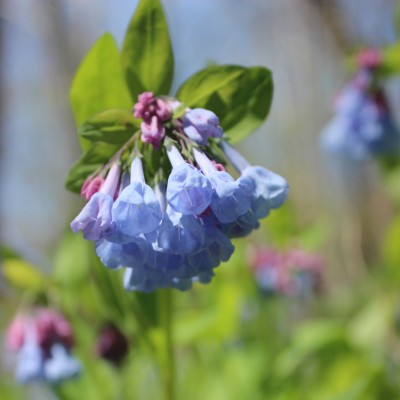 Bluebells 2