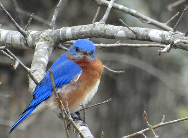 Bluebird CM