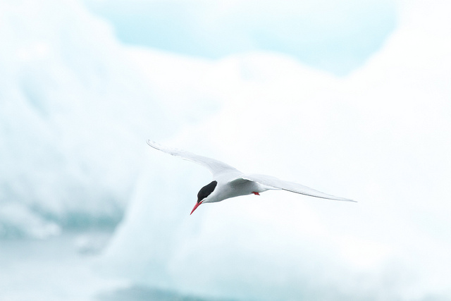 Brian Gratwicke Arctic tern, Flickr Creative Commons