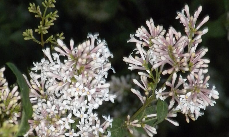 "The Family Lilac from Italy" by Margaret Rose Realy, Obl. OSB (CatholicMom.com)