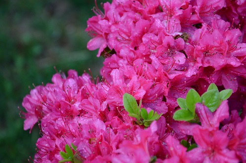 Image Azalea by kconnors, morguefile.com