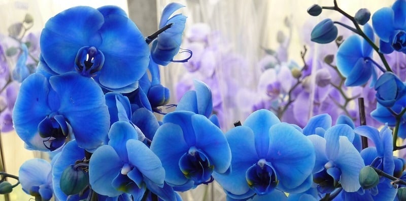 "Blue-dyed orchids and dying to self" by Margaret Rose Realy, Obl. OSB (CatholicMom.com)