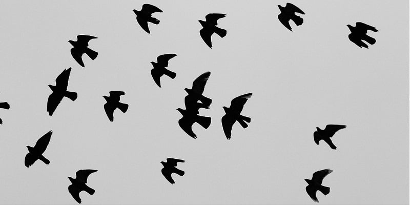 "In the Shadow of Migration" by Margaret Rose Realy, Obl. OSB, for CatholicMom.com