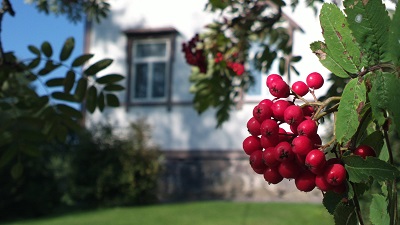 Image Mountain Ash by amju, morguefile.com.