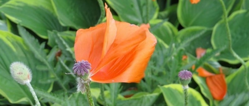"At a Glance a Smile Sanctified" by Margaret Rose Realy, Obl. OSB (CatholicMom.com)