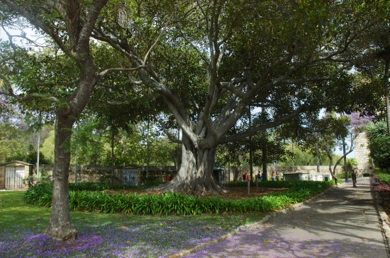 Cemeterytree