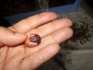 Cocoa Bean
