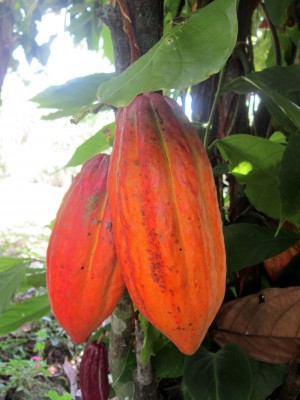 Cocoa Pod