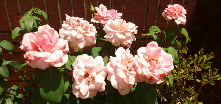 "The Agony in the Garden of the 40th Week" by Kaitlyn Mason (CatholicMom.com)