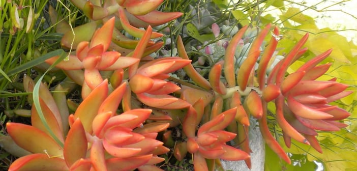 Succulents container garden