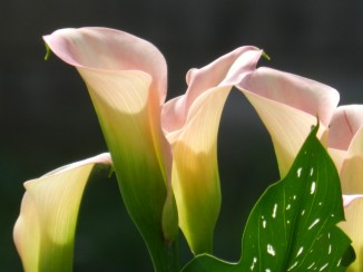 Image morguefile.com