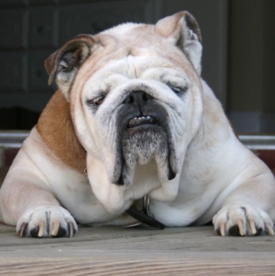 Dogs and Babies Don’t Mix: A Catholic Perspective